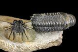 Spiny Dicranurus Trilobite With Crotalocephalina #154305-10